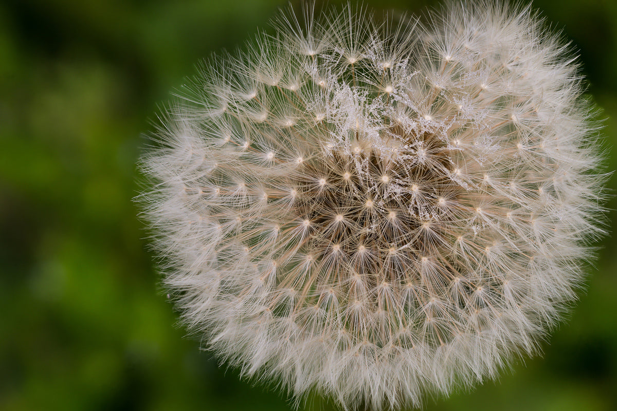 canvas-print-the-dandelion-in-nature