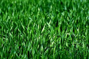 poster-print-the-meadow-in-xl