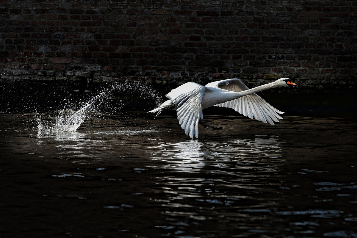 canvas-print-flying-swan