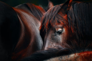 canvas-print-sleep-huddle