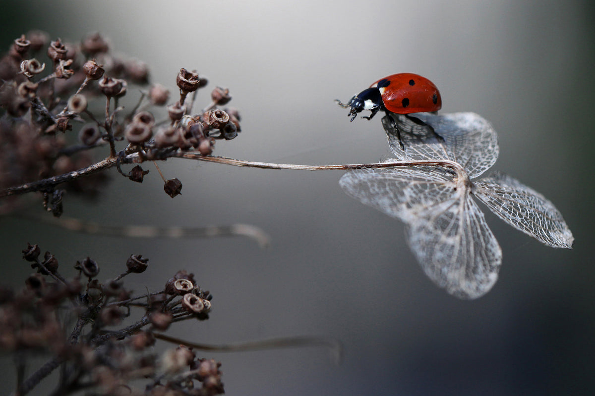 3-piece-aluminium-print-ladybird-on-hydrangea