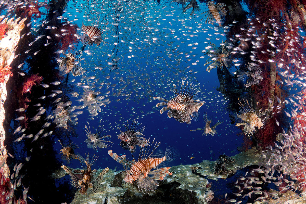aluminium-print-lionfish-party-x