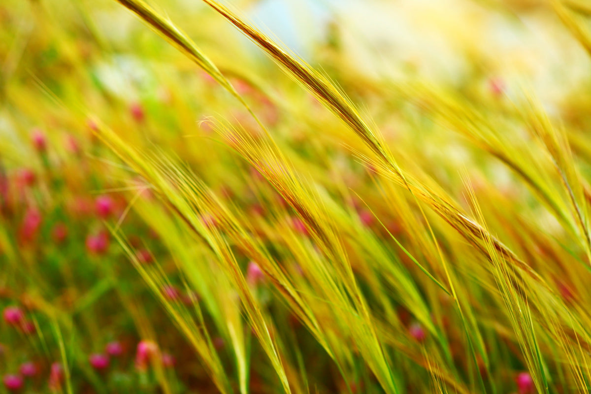 acrylic-print-the-wheat-field