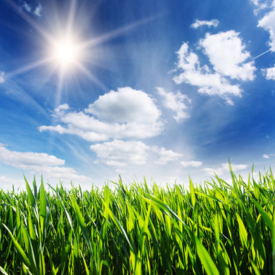 poster-print-spring-grass
