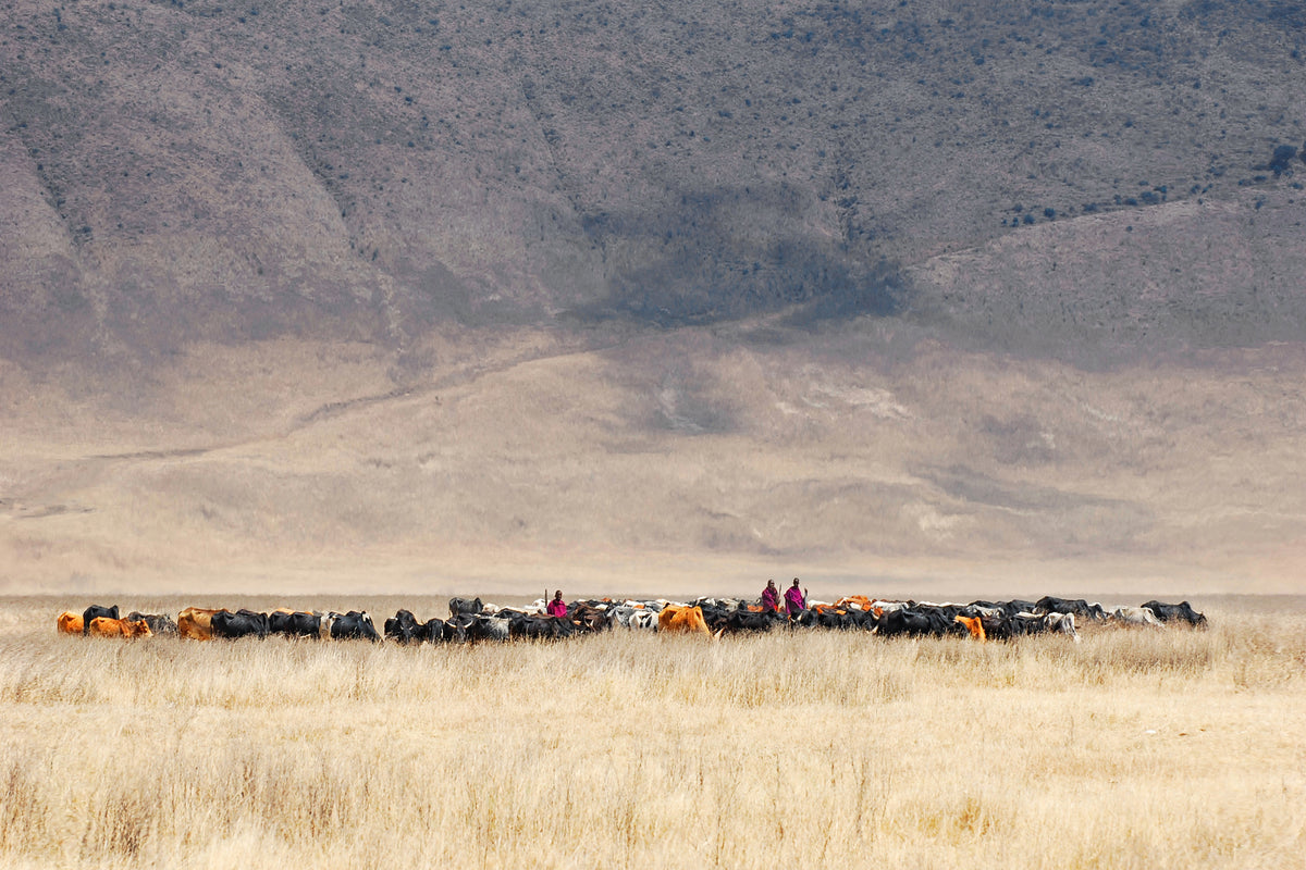 3-piece-canvas-print-incredible-maasai