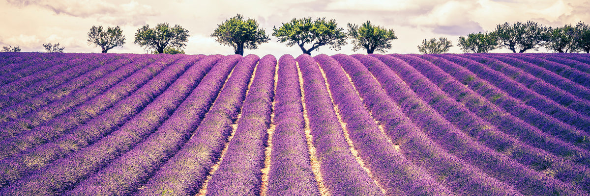 panoramic-3-piece-acrylic-print-the-lavender-field-ii-panorama
