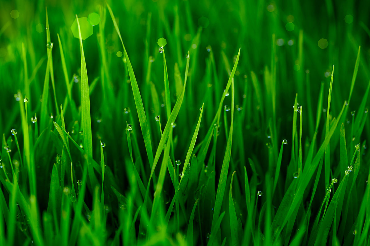 3-piece-aluminium-print-grass-with-morning-dew