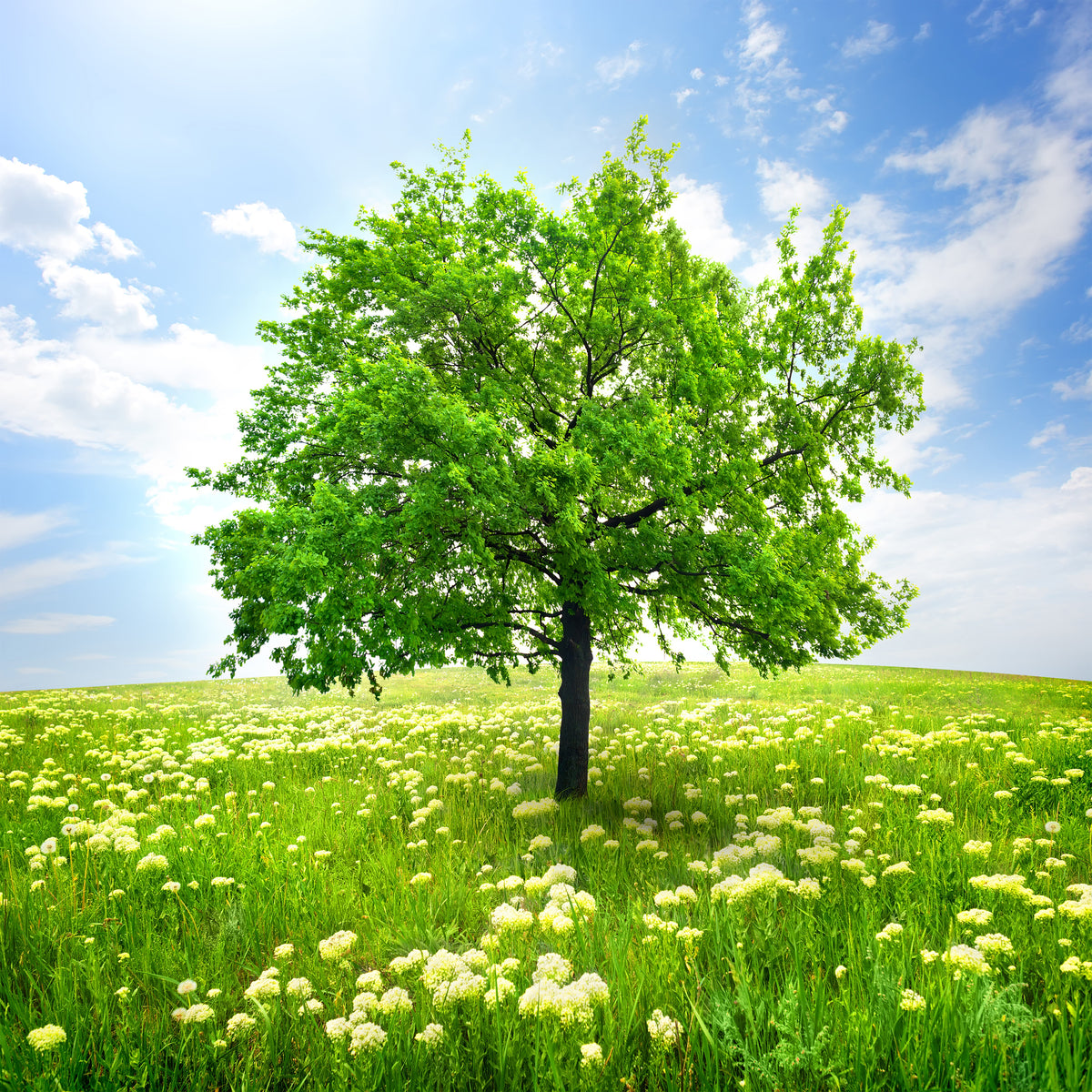 poster-print-the-tree