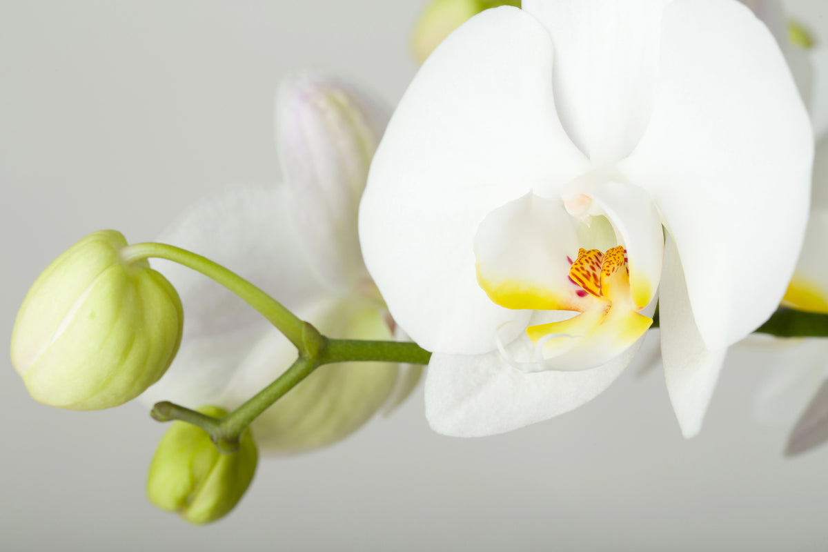 3-piece-acrylic-print-giant-orchid