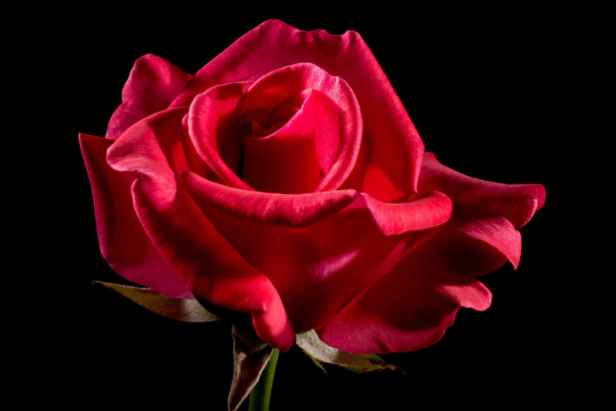 acrylic-print-the-flower-of-love