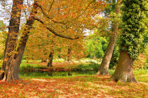 3-piece-acrylic-print-in-the-middle-of-autumn-trees