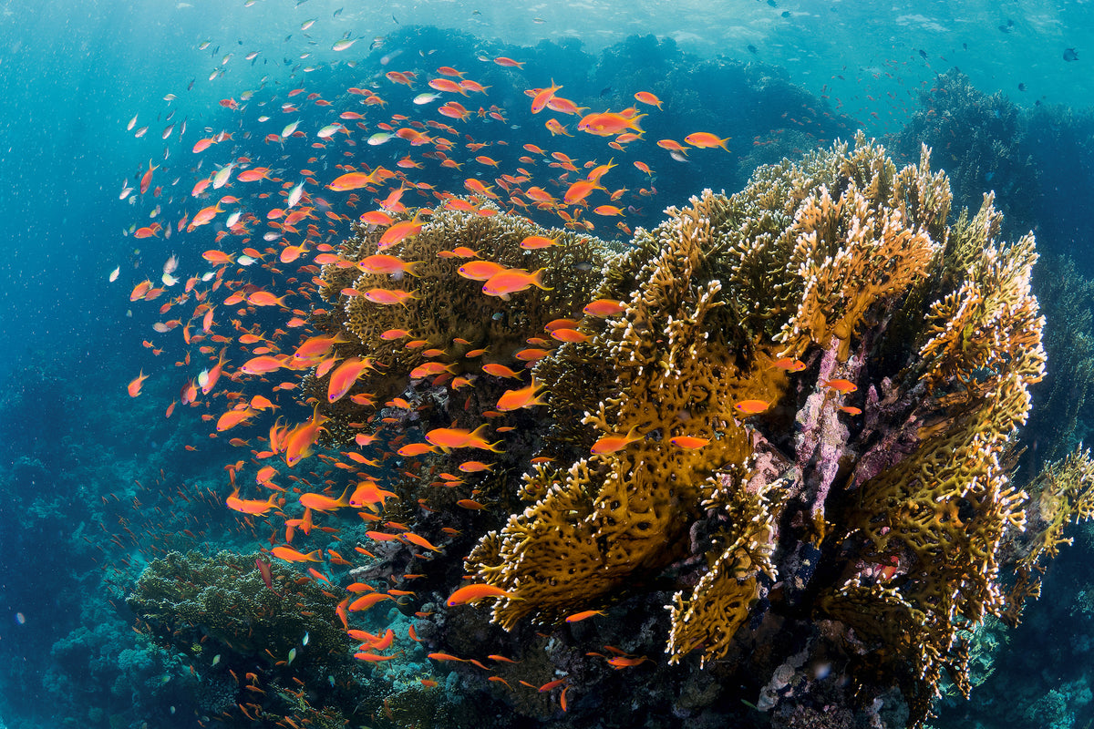 canvas-print-reefscape-x