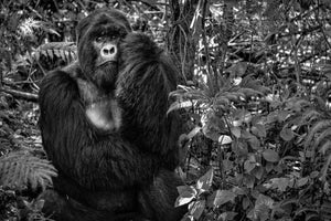 framedposter-print-kwitonda-silverback