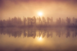 framedposter-print-tree-line-x