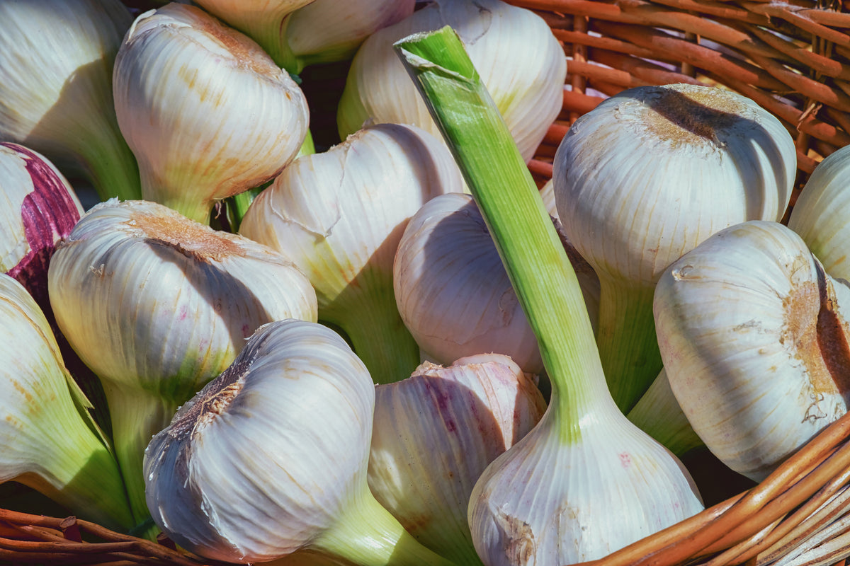 acrylic-print-fresh-garlic