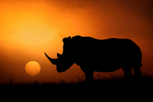 modern-3-piece-acrylic-print-rhino-sunrise