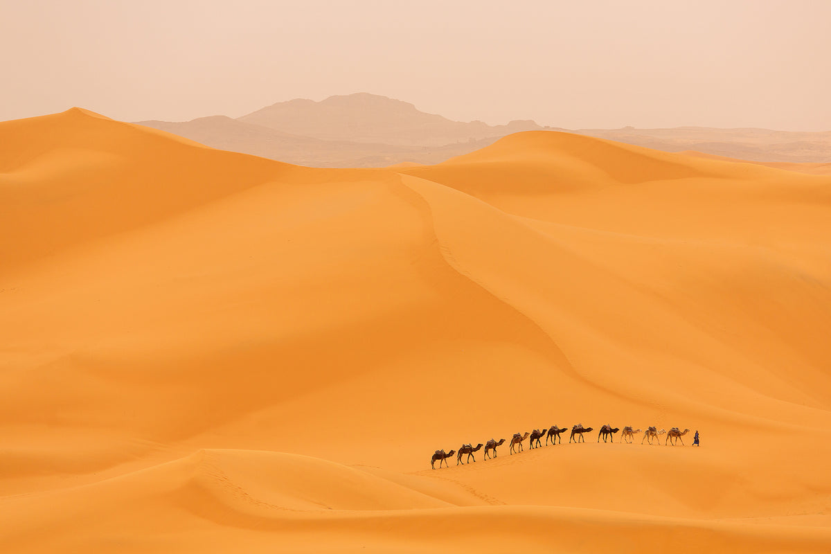 framedcanvas-print-camels-caravan-in-sahara-x