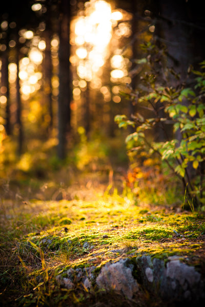 poster-print-the-forest-in-the-background