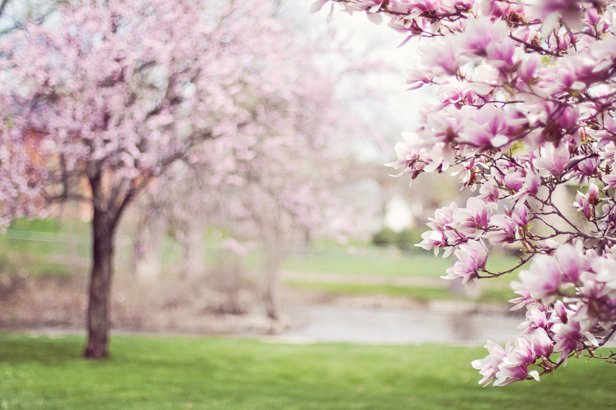 3-piece-aluminium-print-beautiful-magnolias
