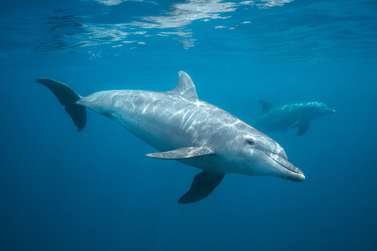 modern-3-piece-acrylic-print-curious-dolphin
