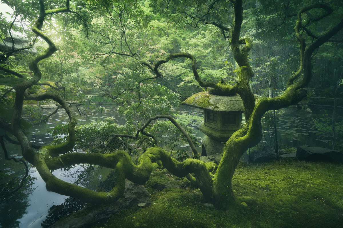framedposter-print-japanese-tree-x