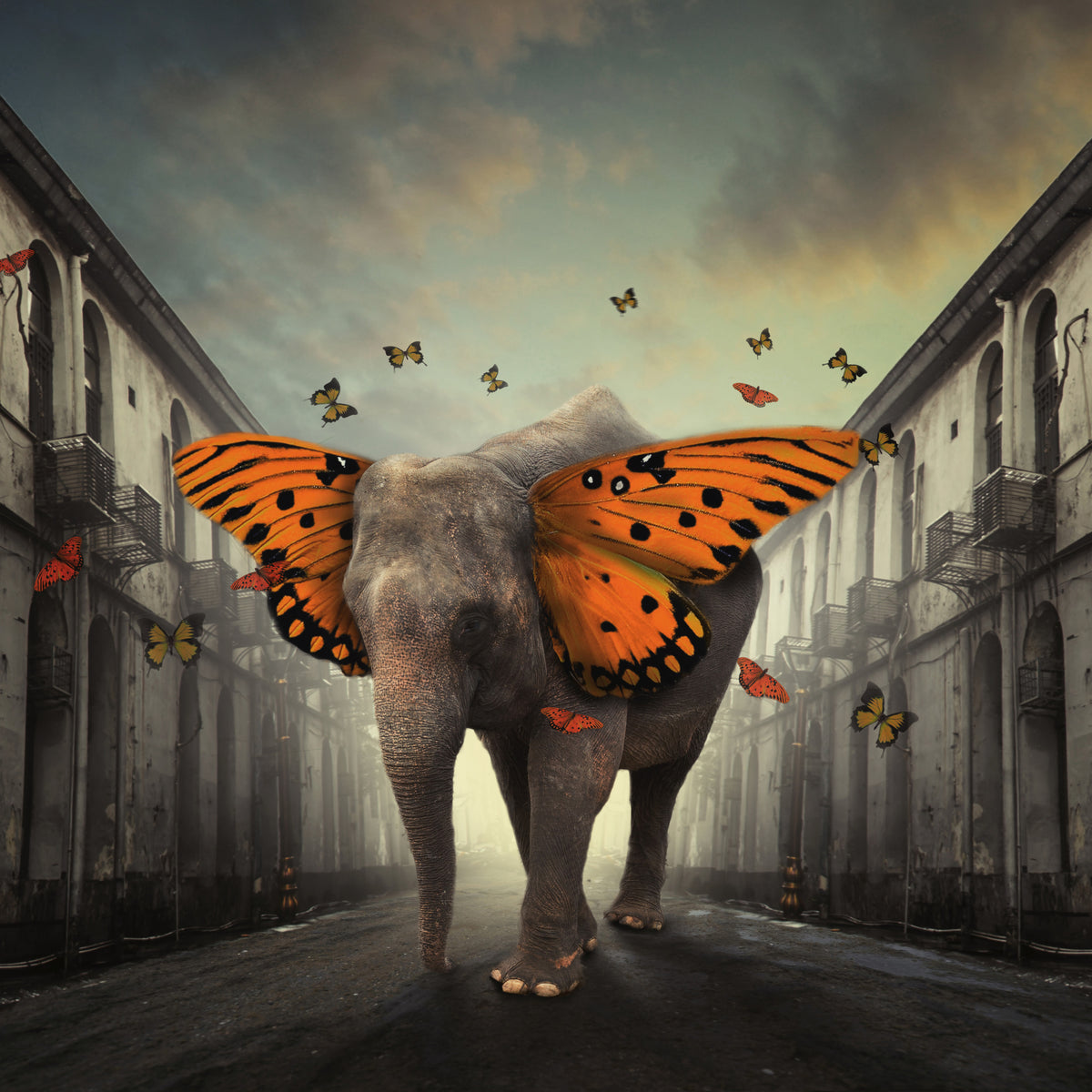 poster-print-butterphant