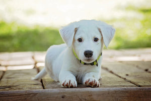 acrylic-print-cute-dog-baby
