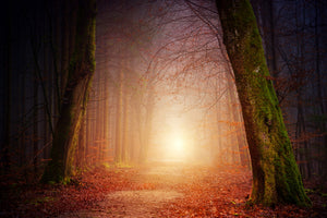 acrylic-print-autumn-in-the-woods