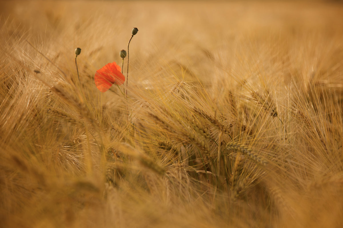 acrylic-print-ephemeral-x