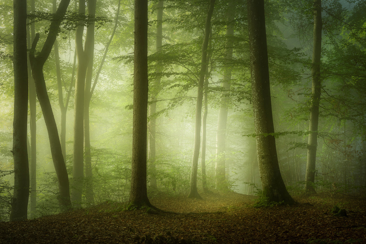 framedposter-print-mysterious-spring-morning-x