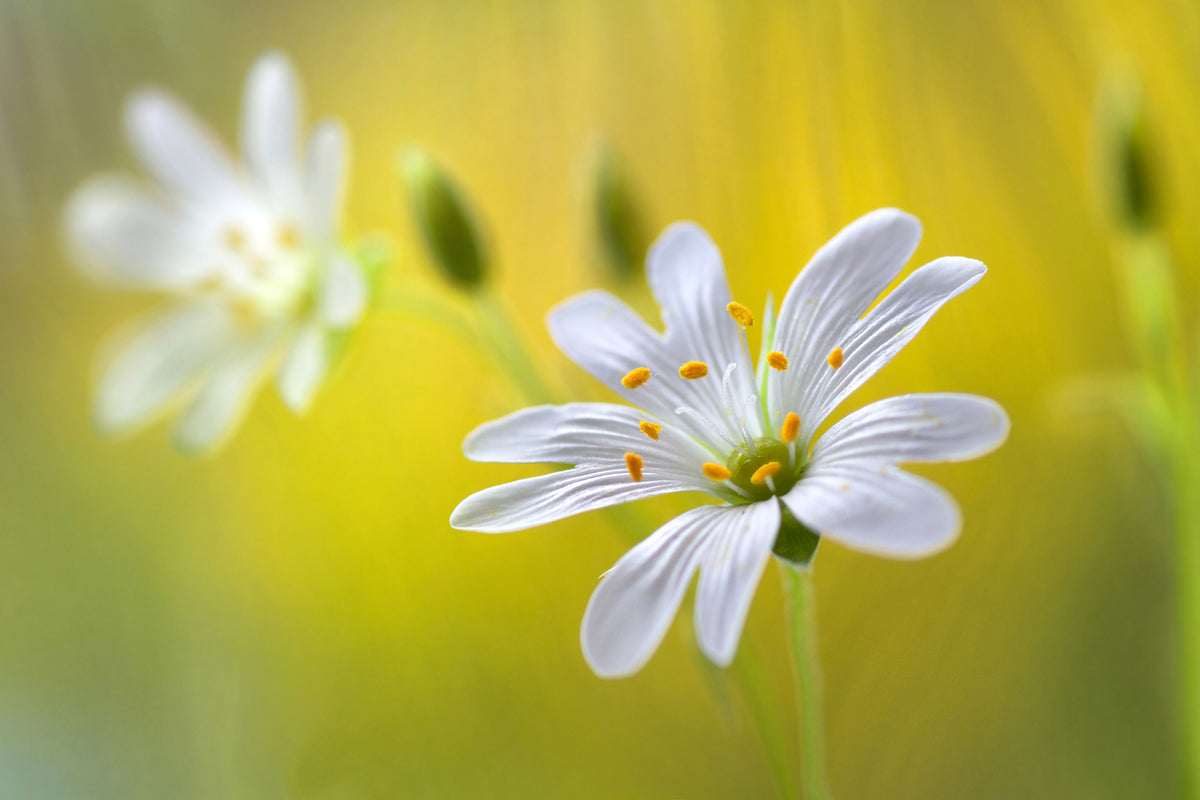3-piece-canvas-print-stitchwort-ii