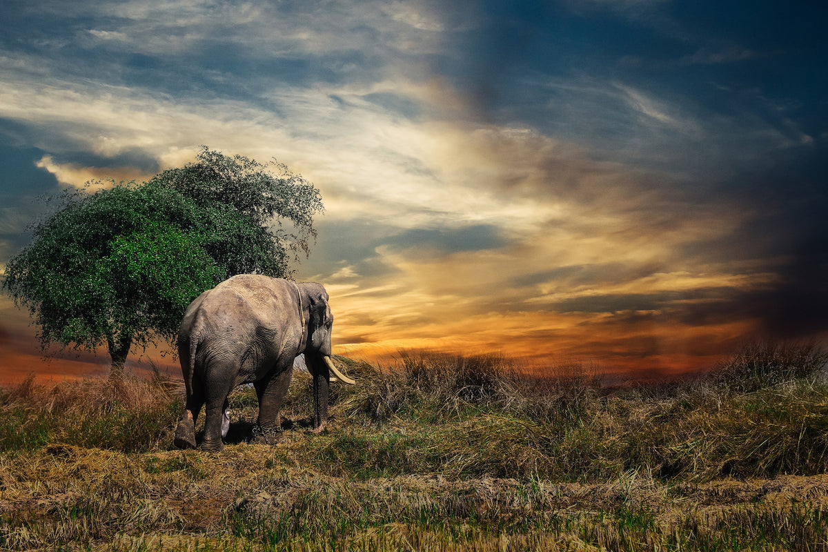 3-piece-canvas-print-the-elephant-in-the-sunset
