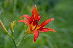 framedposter-print-lily-blossom-in-the-nature