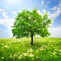 4-piece-canvas-print-the-tree