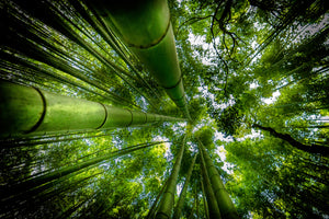 acrylic-print-arashiyama-x