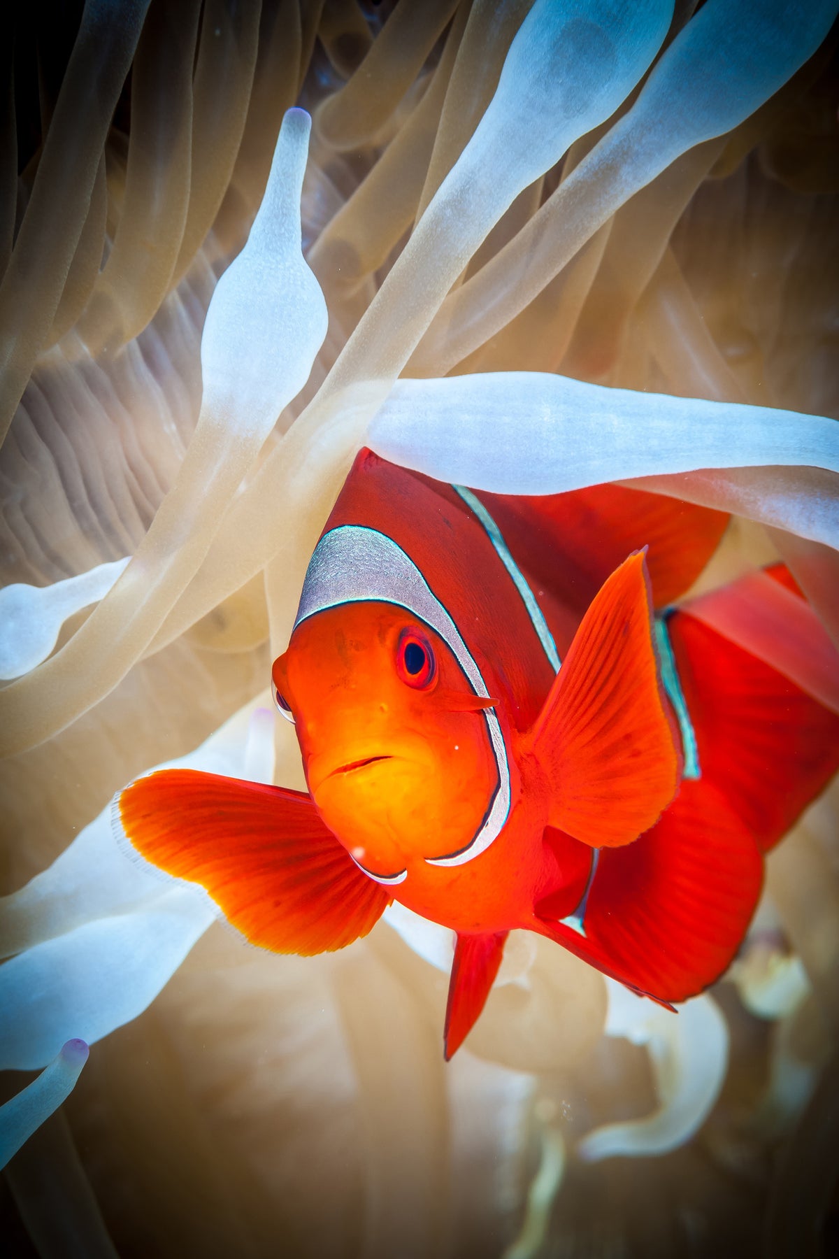 aluminium-print-clownfish-defends-his-white-anemone-x