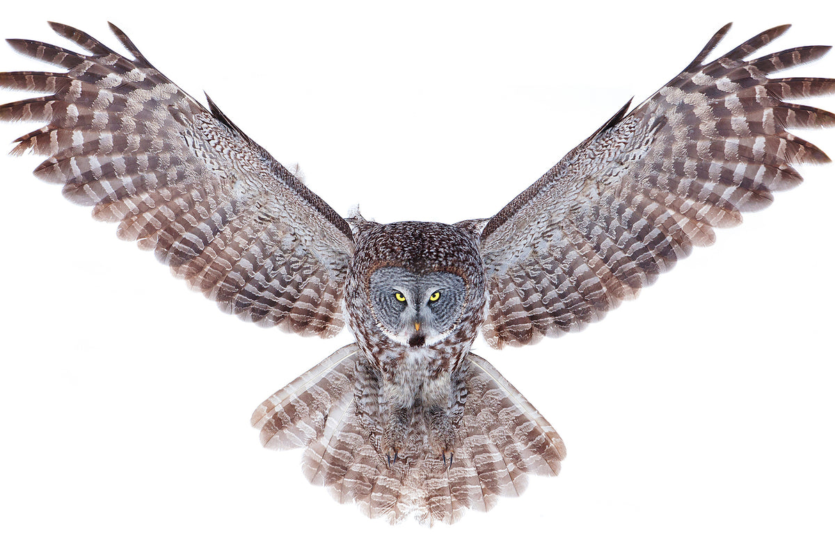 poster-print-power-great-grey-owl