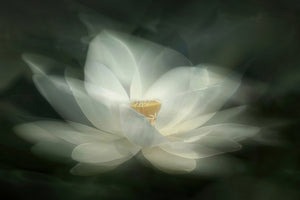 framedposter-print-swaying-x