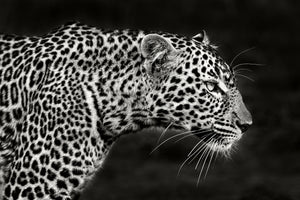 aluminium-print-leopard-close-up-x