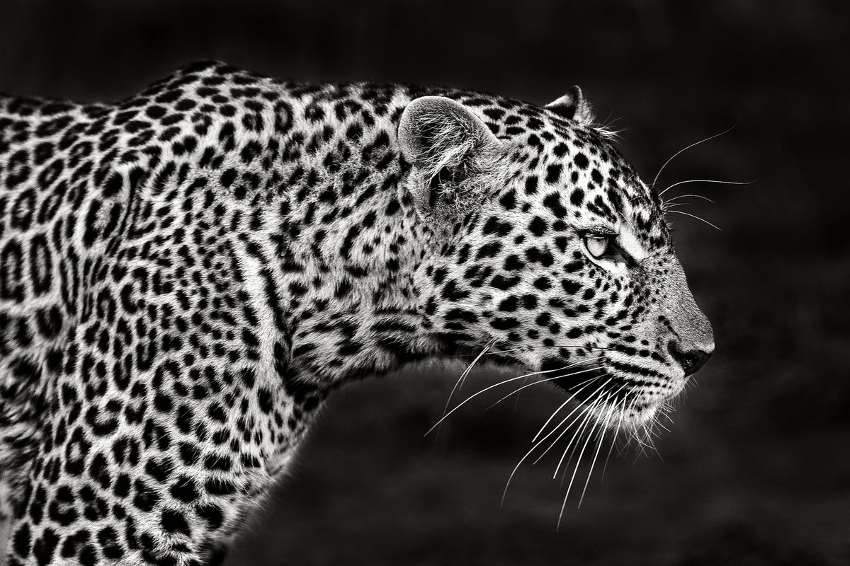 aluminium-print-leopard-close-up-x