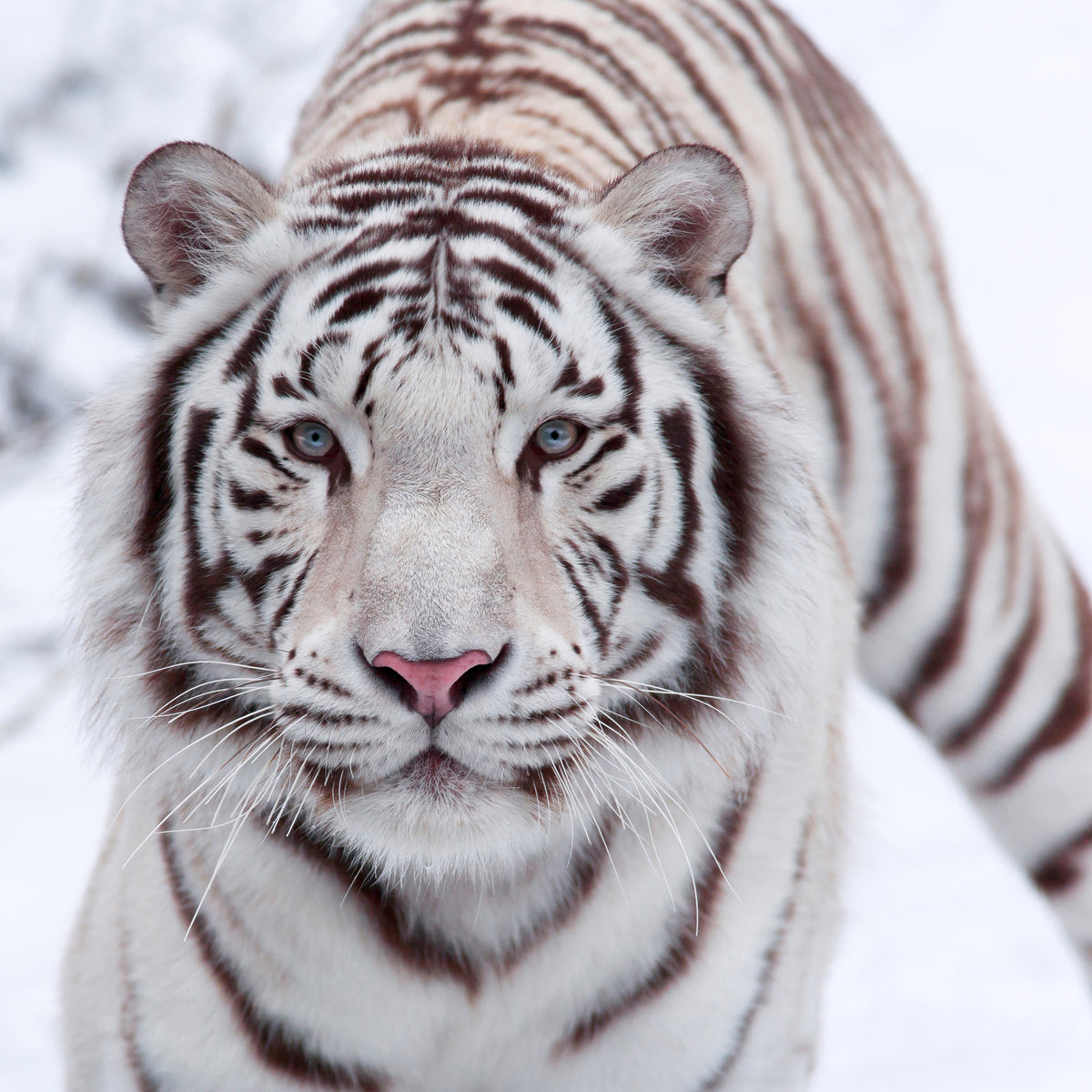 9-piece-aluminium-print-the-king-tiger