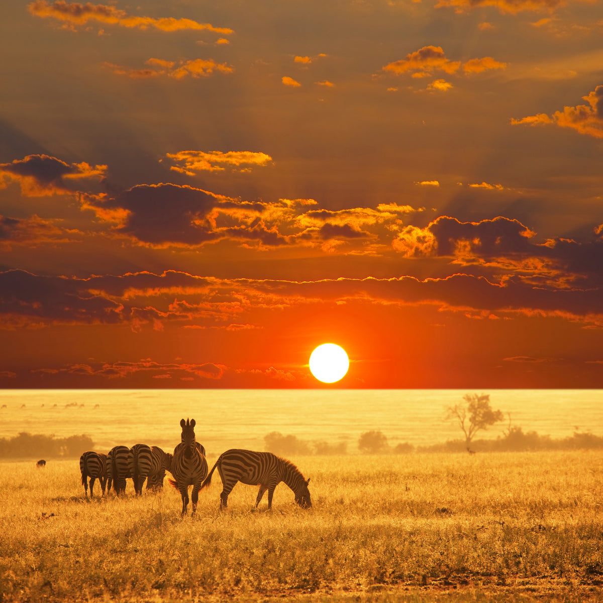 acrylic-print-seregenti-national-park