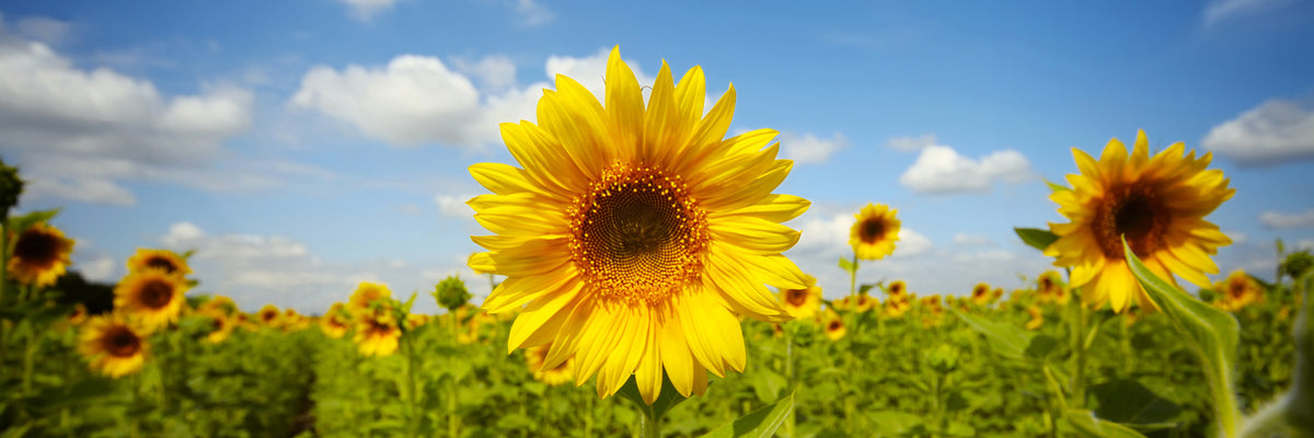 panoramic-3-piece-aluminium-print-summer-sunflowers-panorama