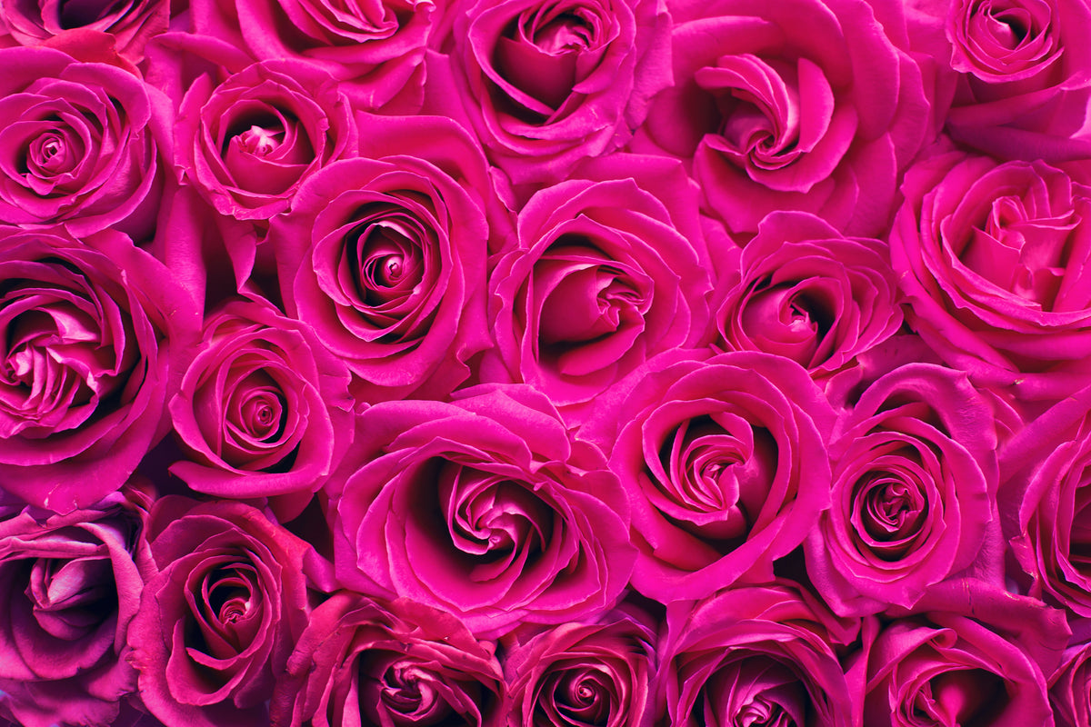 acrylic-print-rose-petals-in-pink