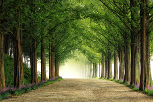 acrylic-print-metasequoia-road-x