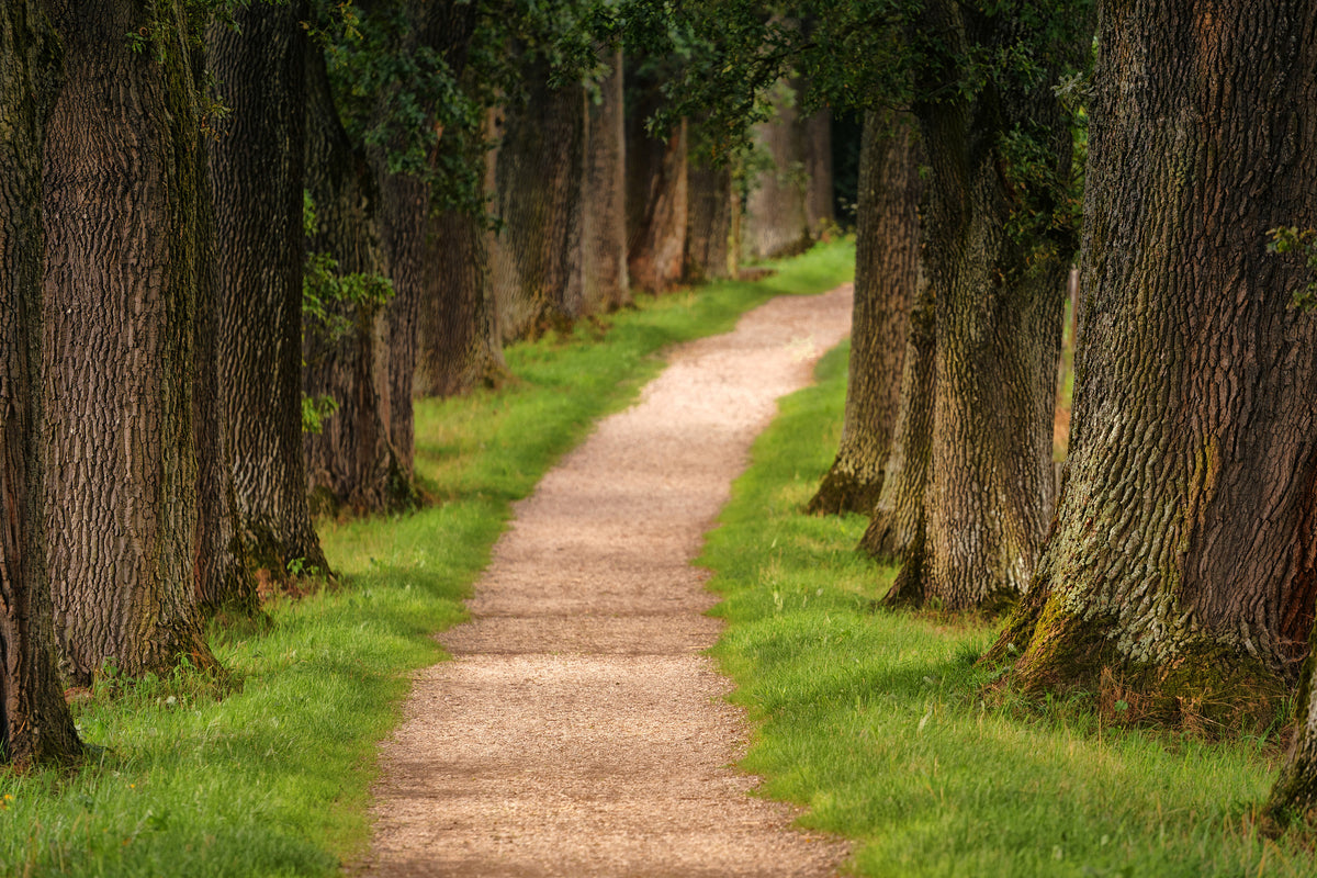 3-piece-acrylic-print-a-path-in-the-forest