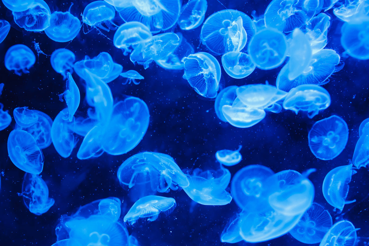 3-piece-canvas-print-many-jellyfish-in-the-blue-water