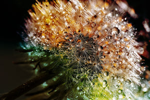 acrylic-print-dandelion-in-the-morning-dew