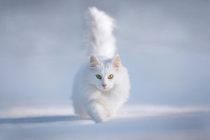 aluminium-print-yellow-eyes