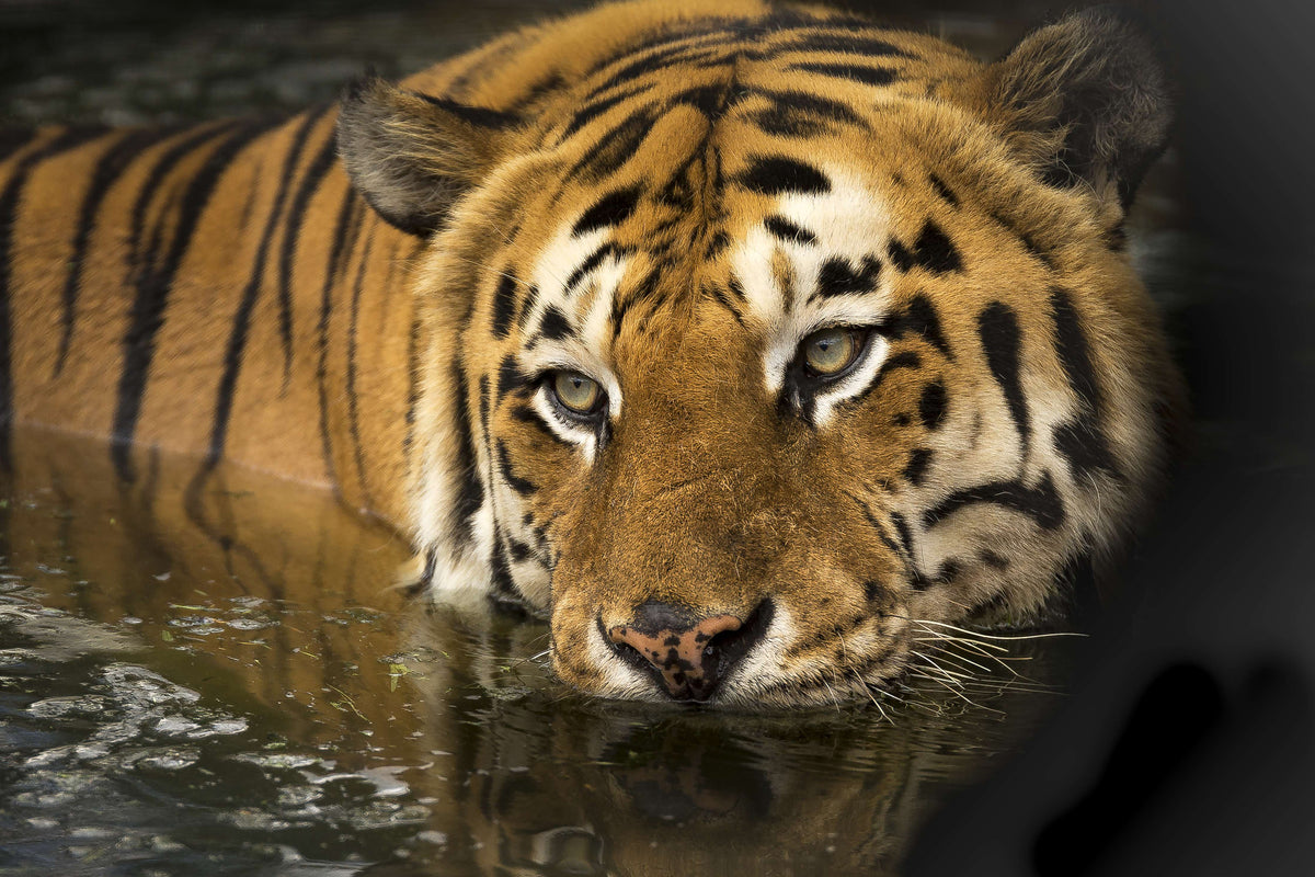 aluminium-print-tiger-in-the-water